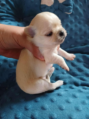 Les chiots de Chihuahua