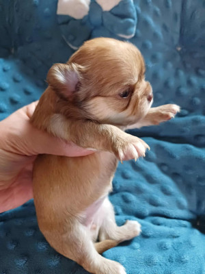 Les chiots de Chihuahua