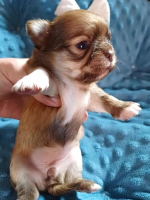 Les chiots de Chihuahua