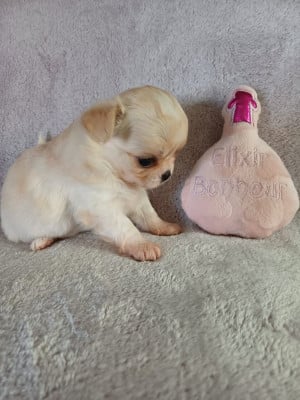 Les chiots de Chihuahua