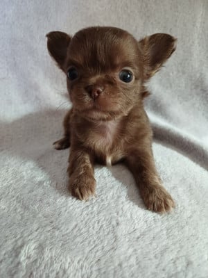 Les chiots de Chihuahua