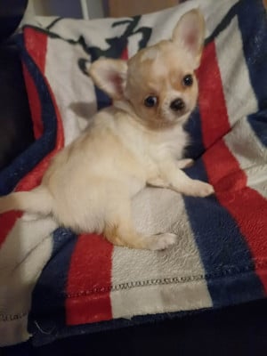 Les chiots de Chihuahua