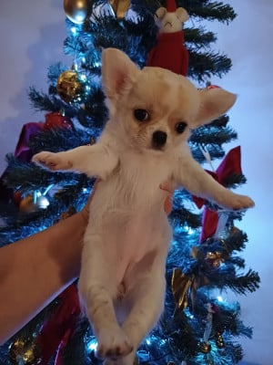 Les chiots de Chihuahua