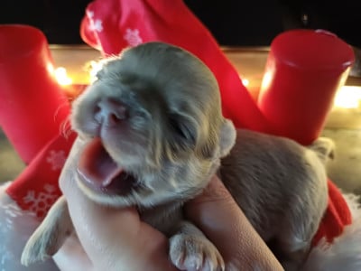 Les chiots de Chihuahua