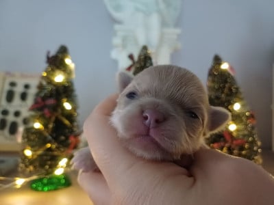 Les chiots de Chihuahua