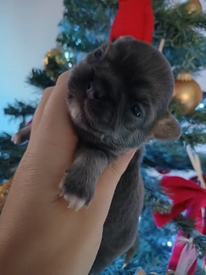 Les chiots de Chihuahua