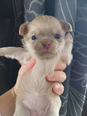 Les chiots de Chihuahua