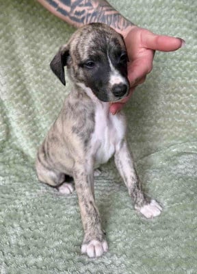 Les chiots de Whippet