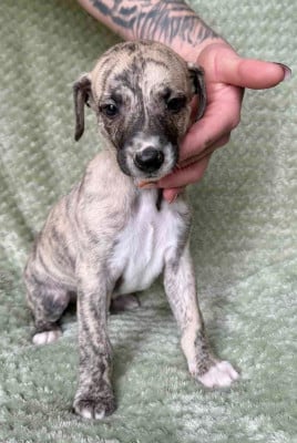 Les chiots de Whippet