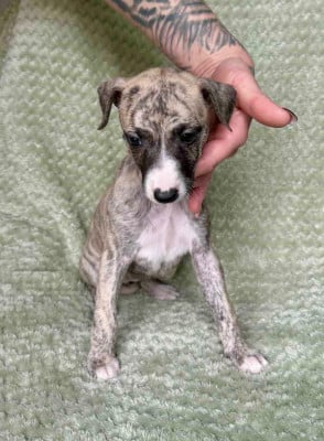 Les chiots de Whippet