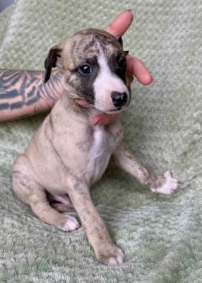 Les chiots de Whippet