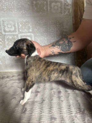 Les chiots de Whippet