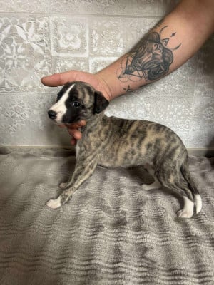 Les chiots de Whippet