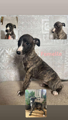 Les chiots de Whippet