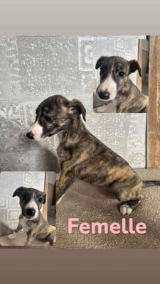 Les chiots de Whippet