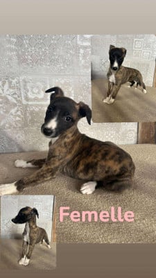 Les chiots de Whippet