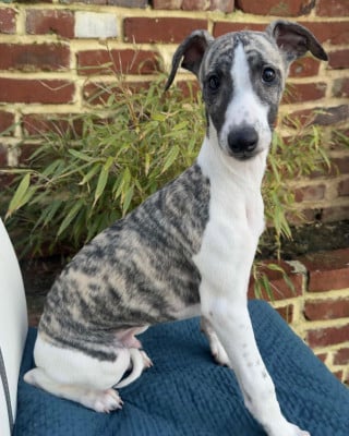 Les chiots de Whippet