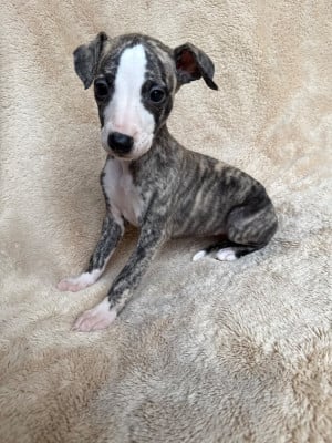 Les chiots de Whippet