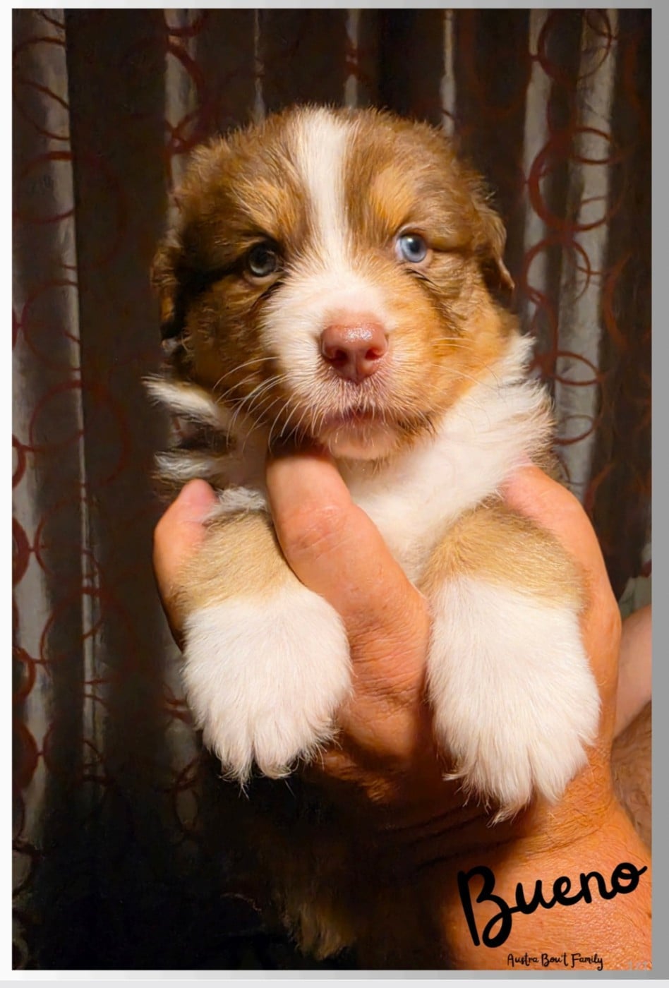 Bueno - Berger Australien