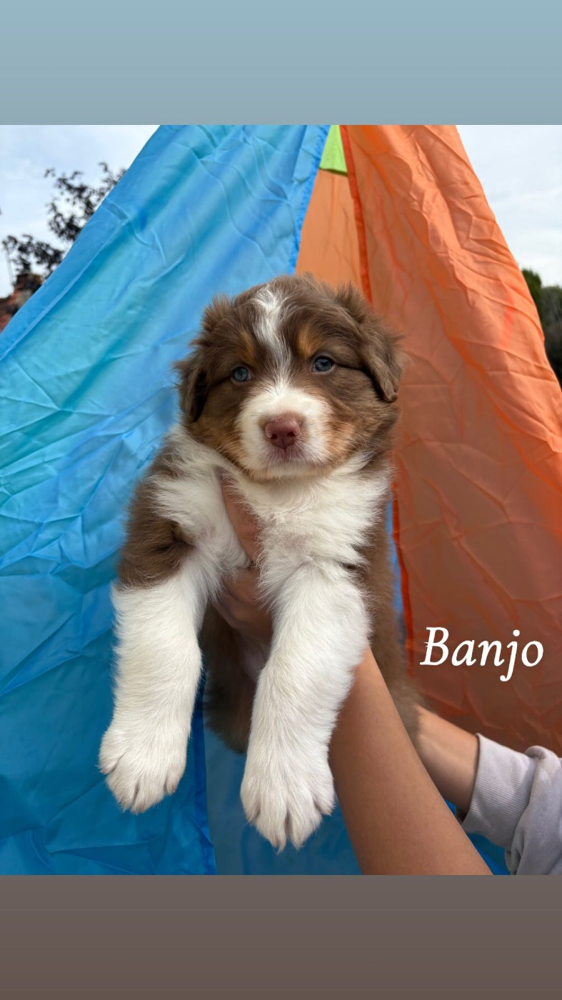 Banjo