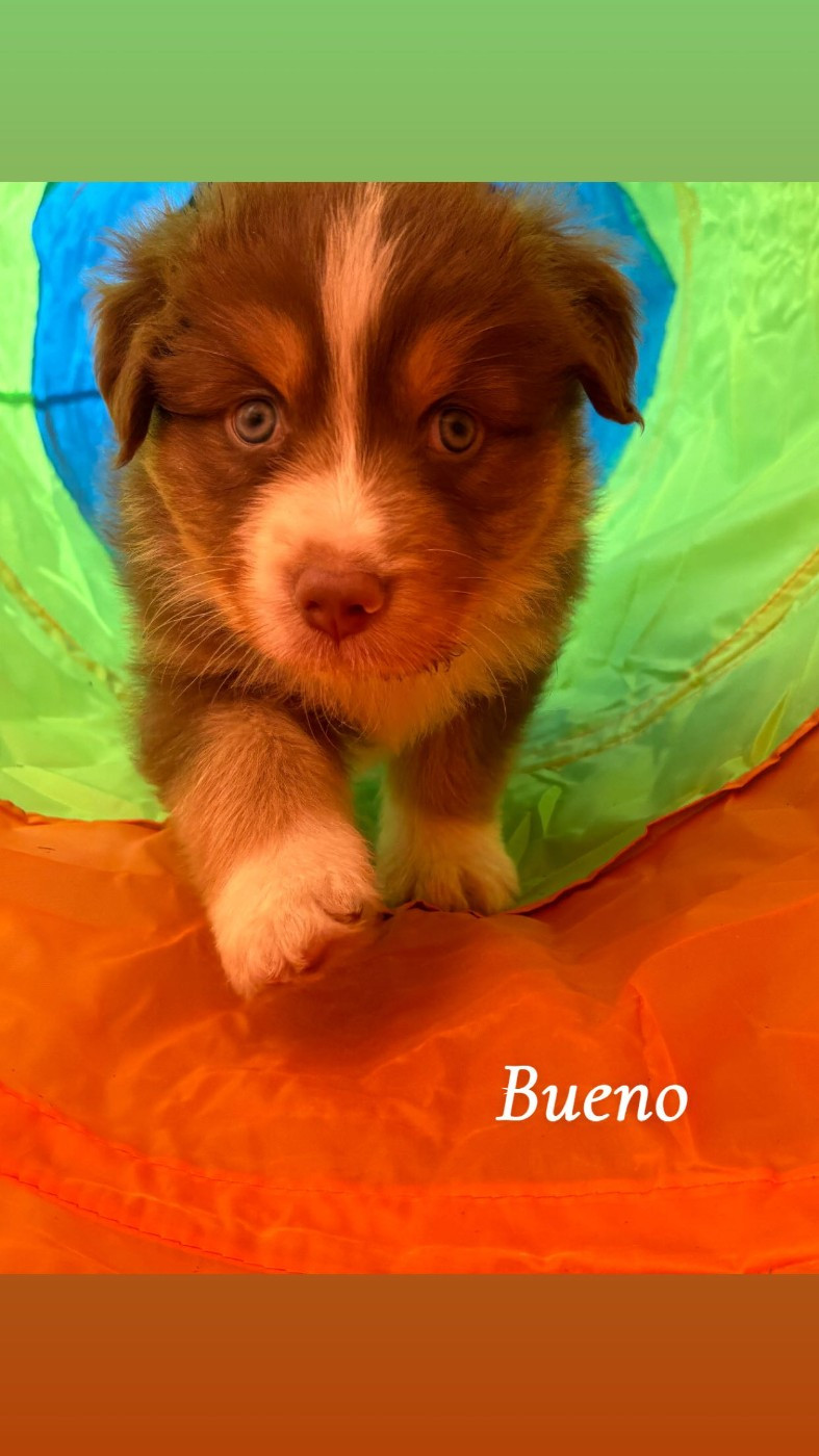 Bueno