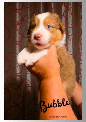 Les chiots de Berger Australien