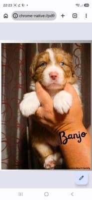 Les chiots de Berger Australien