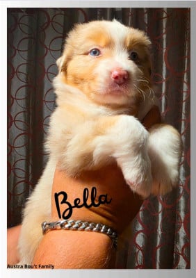 Les chiots de Berger Australien