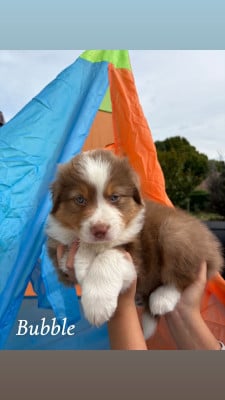 Les chiots de Berger Australien