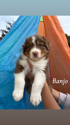 Les chiots de Berger Australien