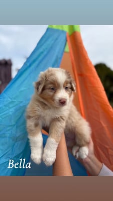 Les chiots de Berger Australien