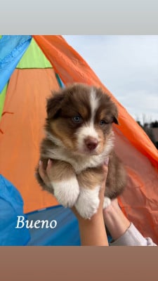 Les chiots de Berger Australien