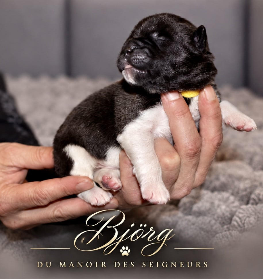 Björg - Akita americain
