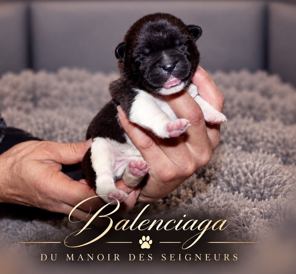 Balenciaga - Akita americain