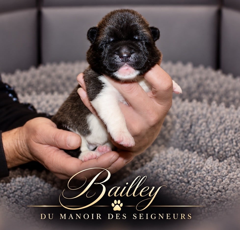 Bailley - Akita americain