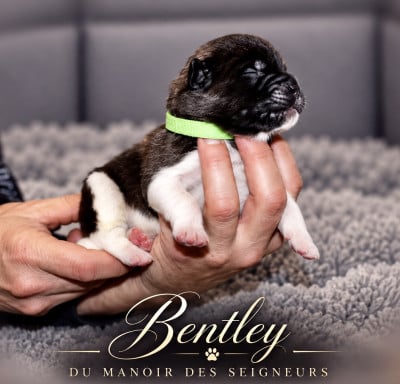 Bentley - Akita americain