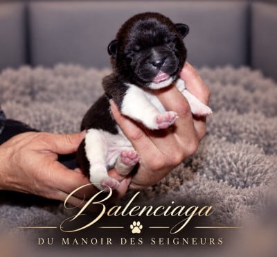 Balenciaga - Akita americain