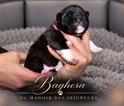 Baghera - Akita americain