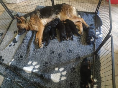 Les chiots de Berger Allemand