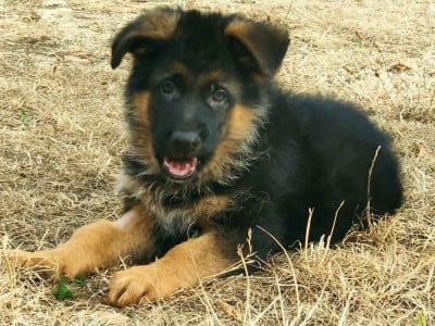 Les chiots de Berger Allemand