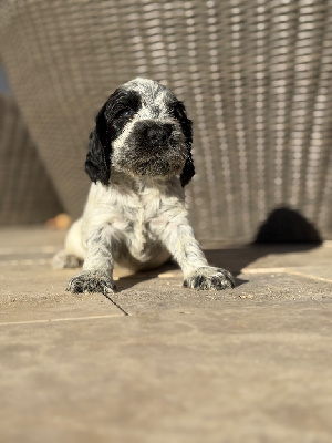 Les chiots de Cocker Spaniel Anglais