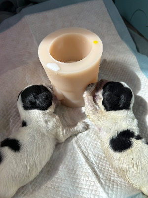 Les chiots de Cocker Spaniel Anglais
