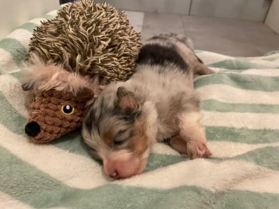 Les chiots de Berger Australien
