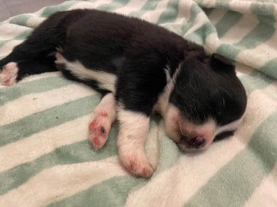 Les chiots de Berger Australien