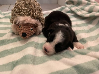 Les chiots de Berger Australien