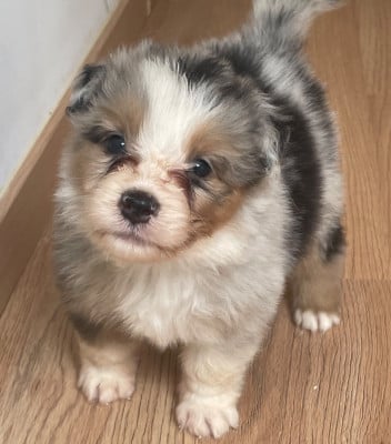 Les chiots de Berger Australien