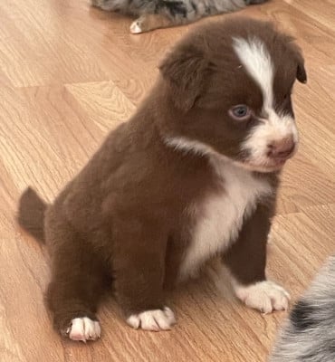 Les chiots de Berger Australien