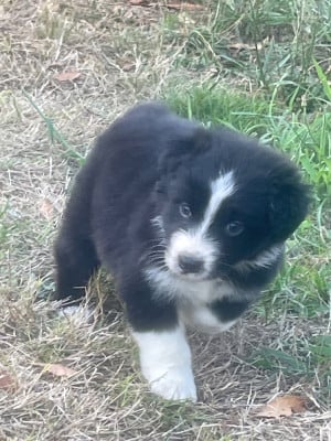 Les chiots de Berger Australien