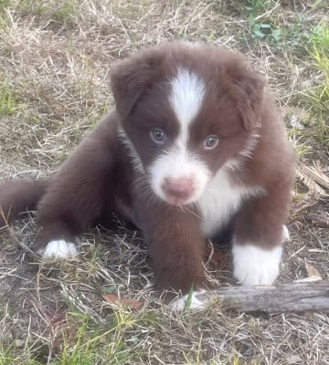 Les chiots de Berger Australien