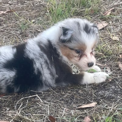 Les chiots de Berger Australien